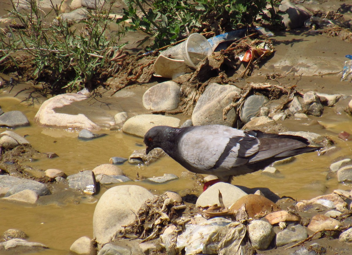 Rock Pigeon (Feral Pigeon) - Daniela Morales Moreno