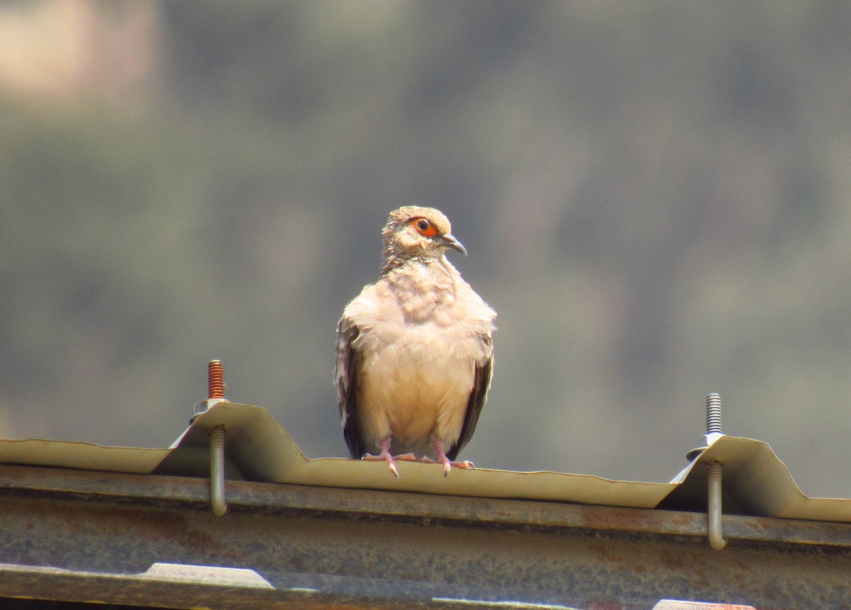 Bare-faced Ground Dove - ML610272626