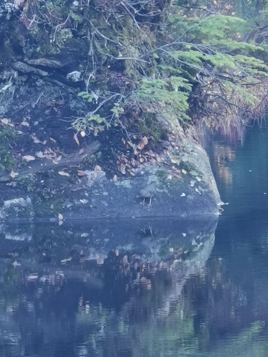 American Dipper - ML610272632