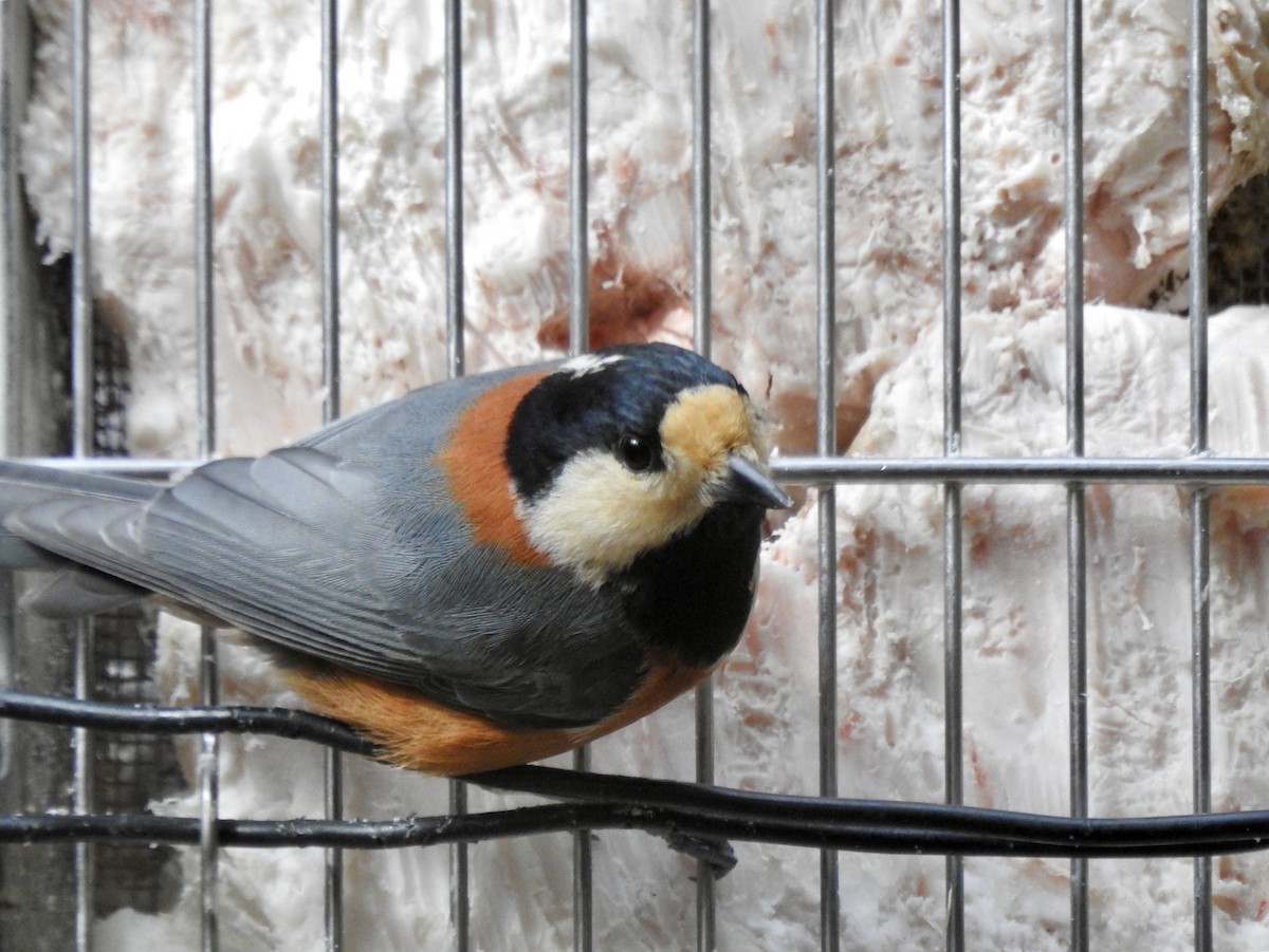 Varied Tit - ML610272659