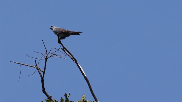 Schwebebussard - ML610272783