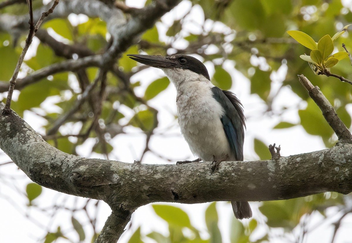 Torresian Kingfisher - ML610272905