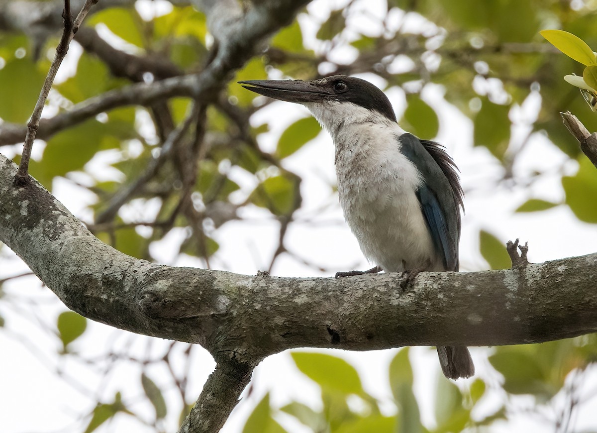 Torresian Kingfisher - ML610272906