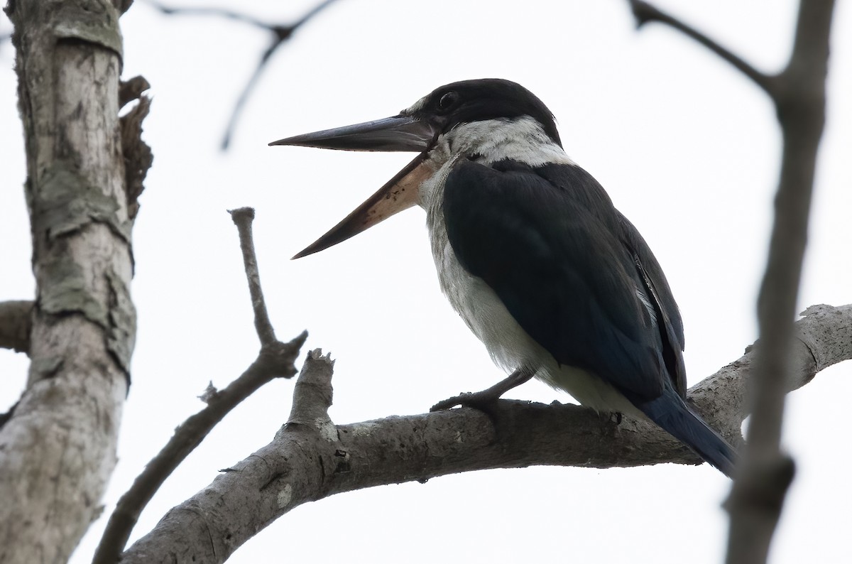 Torresian Kingfisher - ML610272908