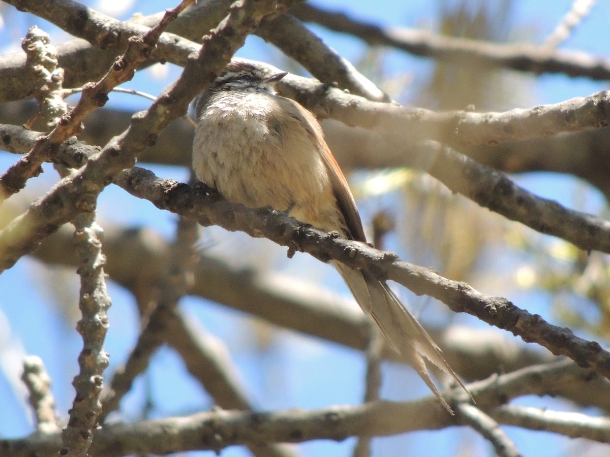 Plain-mantled Tit-Spinetail (pallida) - ML610272961