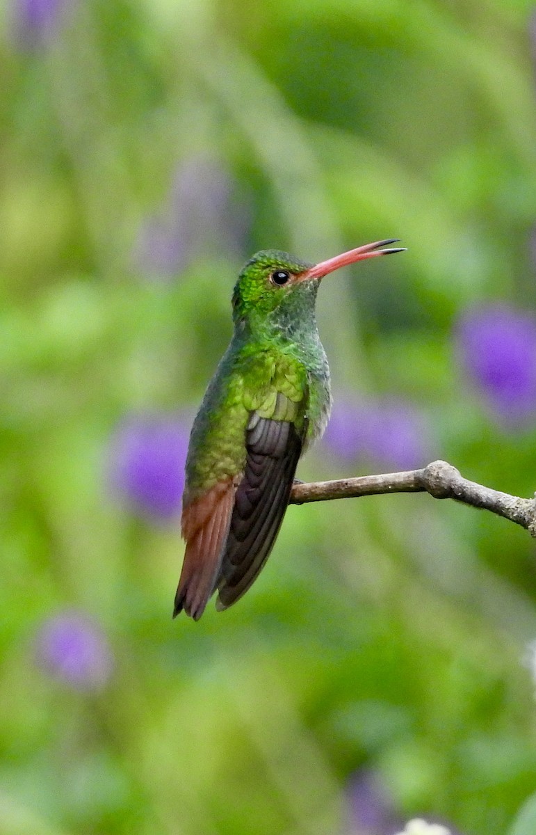 Rufous-tailed Hummingbird - Sharon Lu