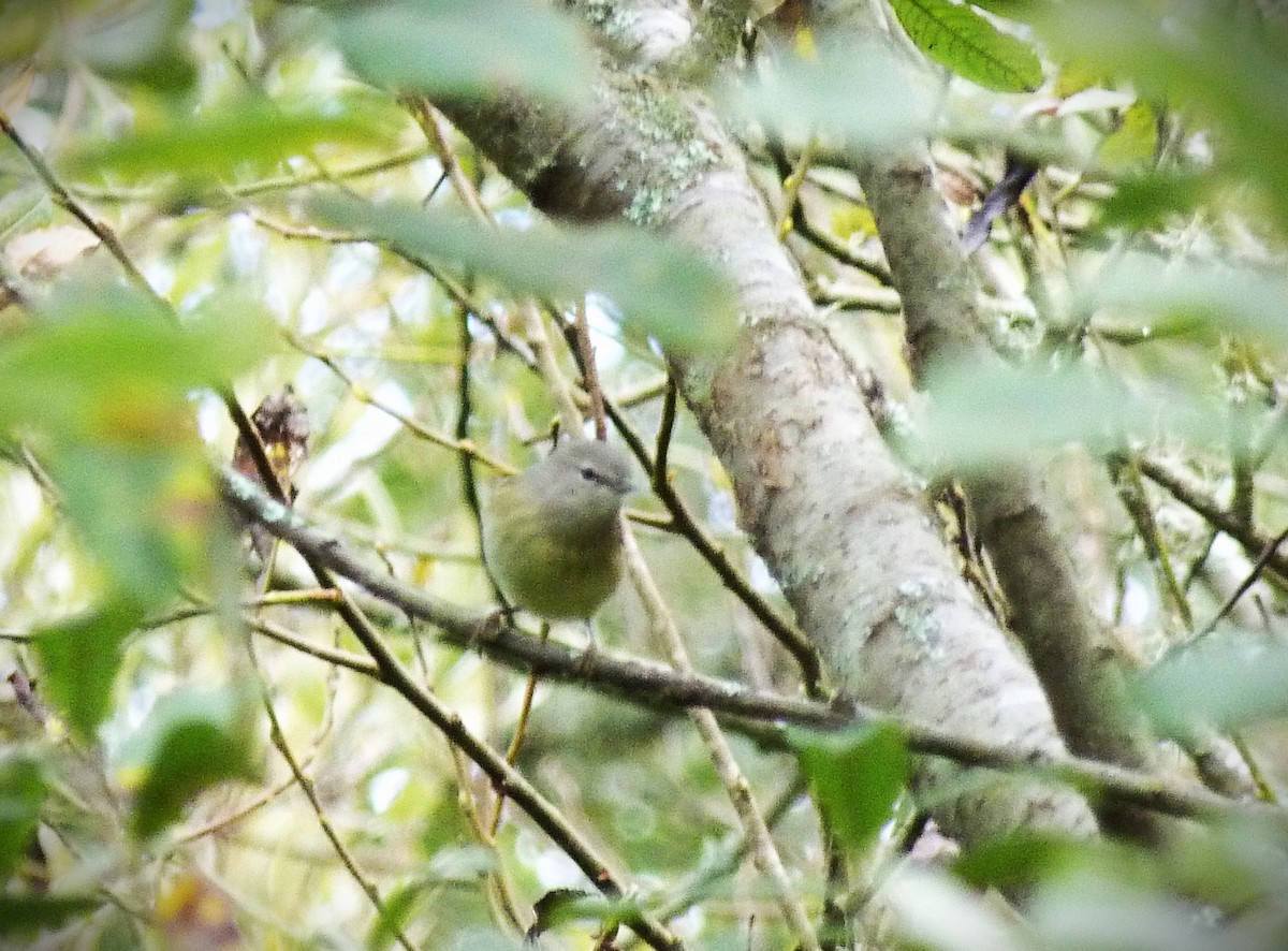 Orange-crowned Warbler (Gray-headed) - ML610273041