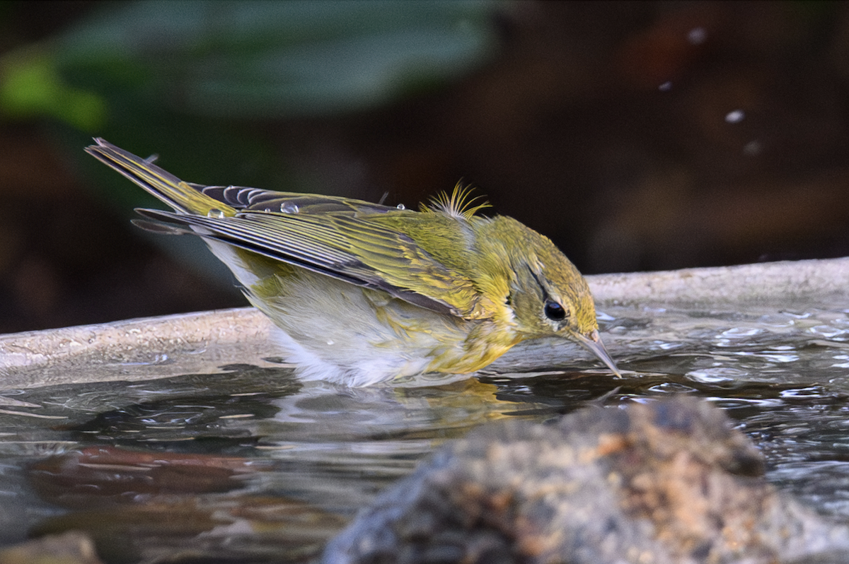 Tennessee Warbler - ML610273048