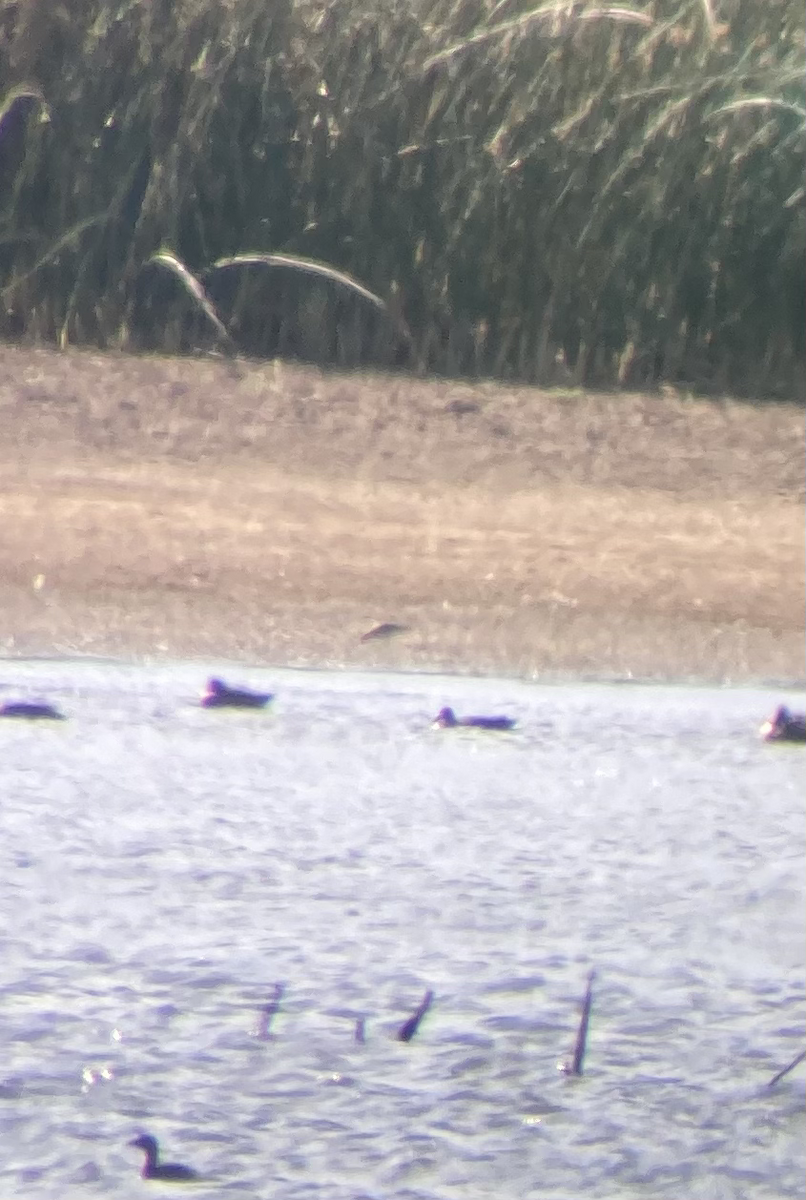 Pectoral Sandpiper - ML610273099