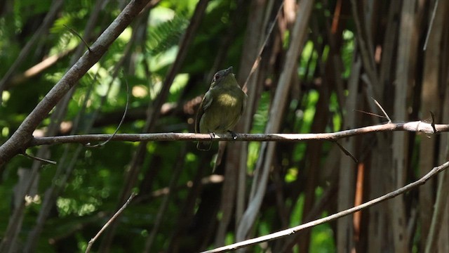 Manakin à tête blanche (pipra) - ML610273119