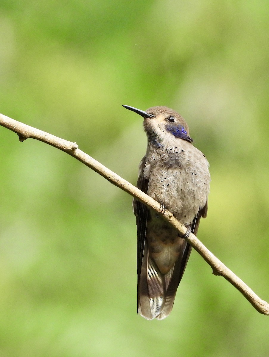 Colibri de Delphine - ML610273184