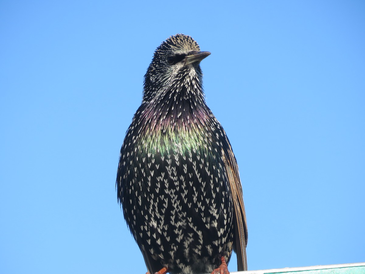 European Starling - ML610273308