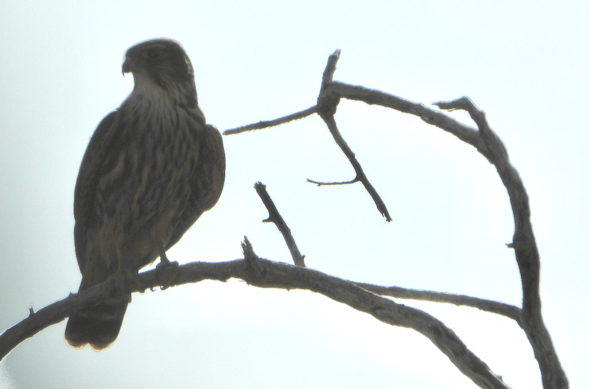 Merlin - ML610273336