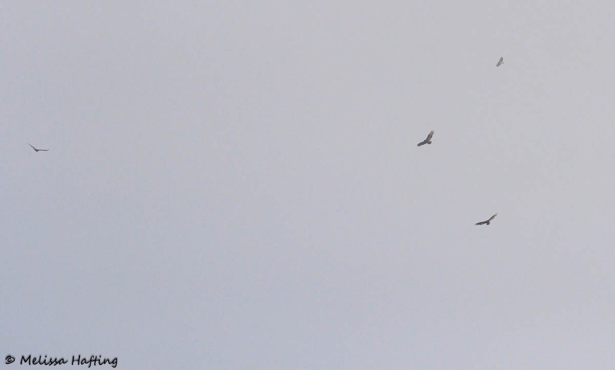 Turkey Vulture - Melissa Hafting