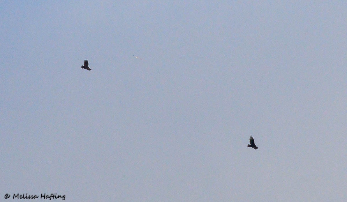 Turkey Vulture - Melissa Hafting