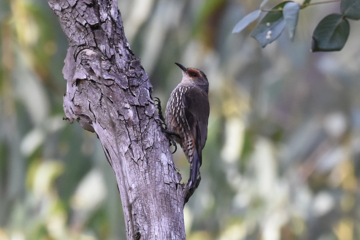 Red-browed Treecreeper - ML610273421