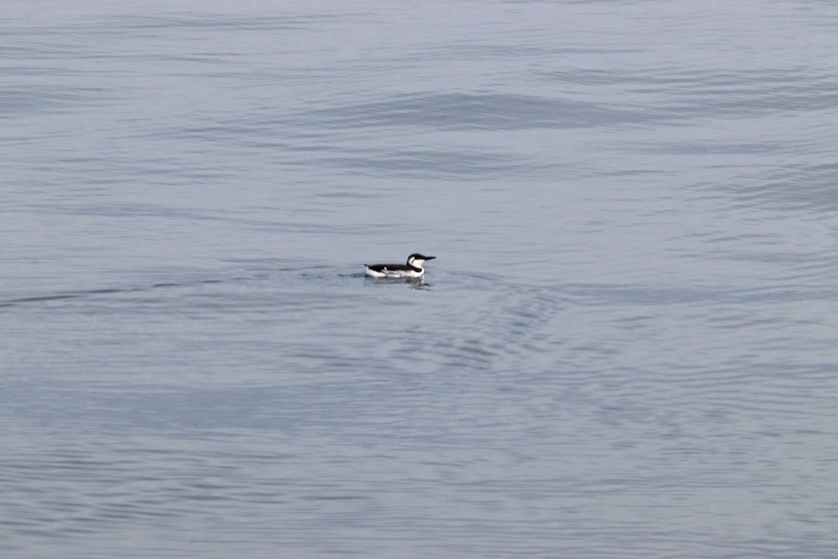 Common Murre - ML610273487