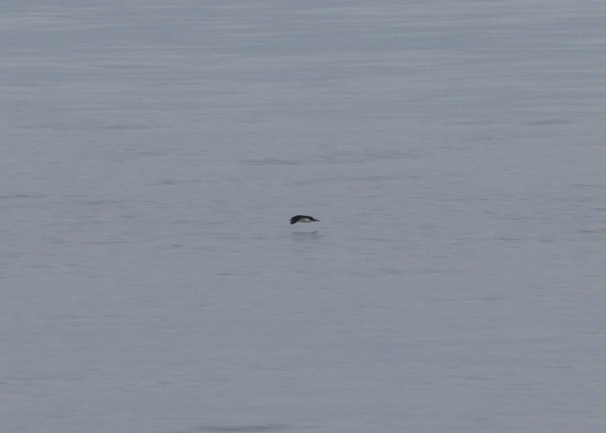 Manx Shearwater - ML610273497