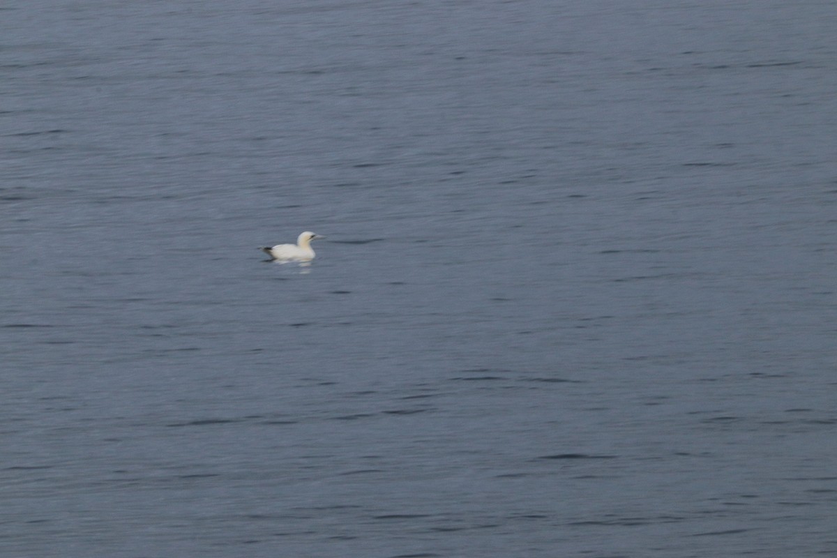 Northern Gannet - ML610273499