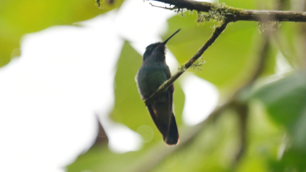 kolibřík modrouchý - ML610273594