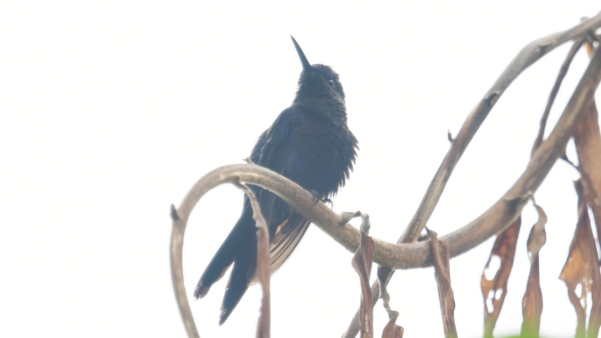 kolibřík vidloocasý - ML610273614