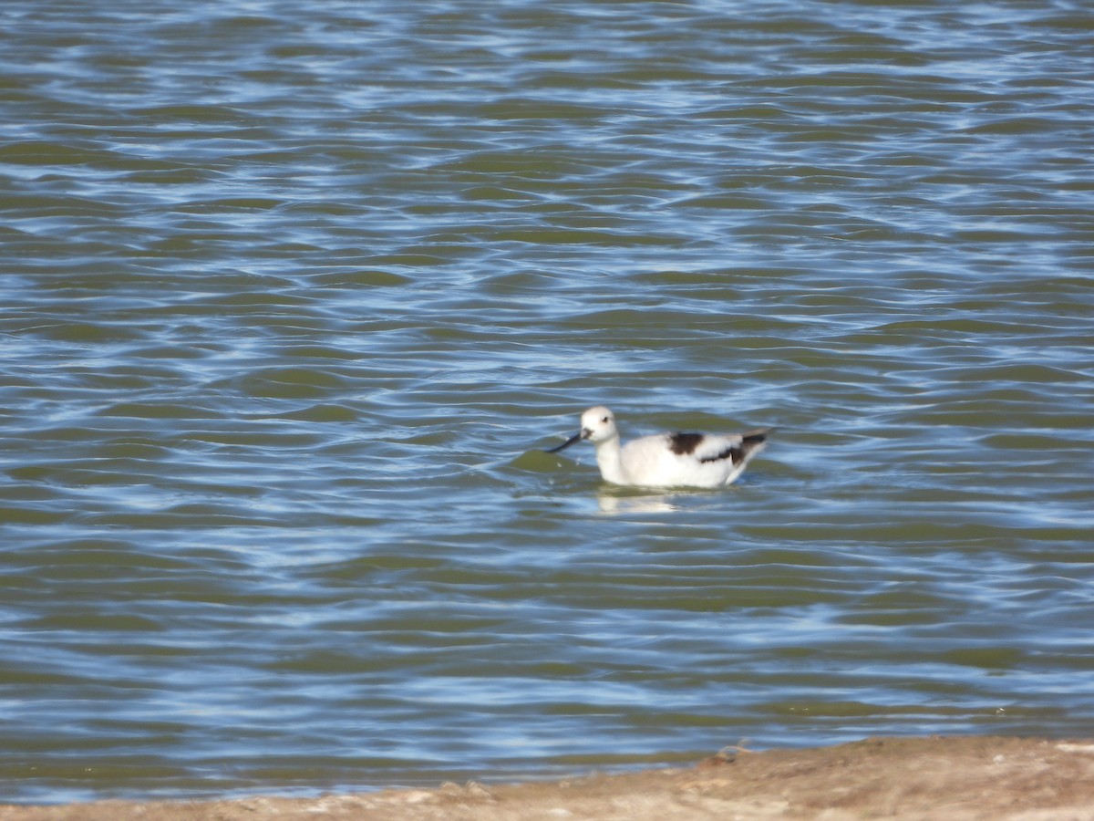 Avocette d'Amérique - ML610273618