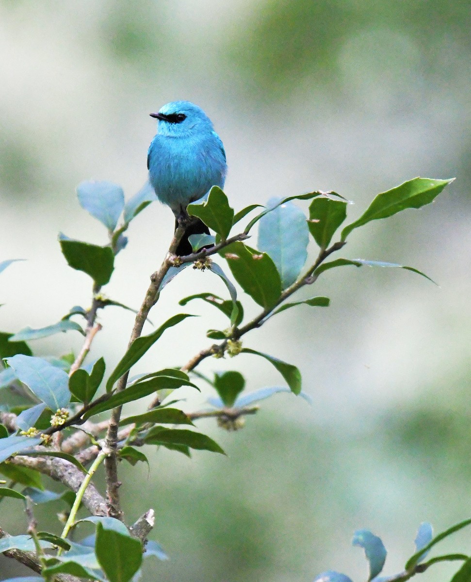 Verditer Flycatcher - ML610273619