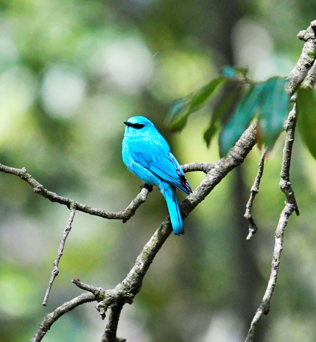 Verditer Flycatcher - ML610273620