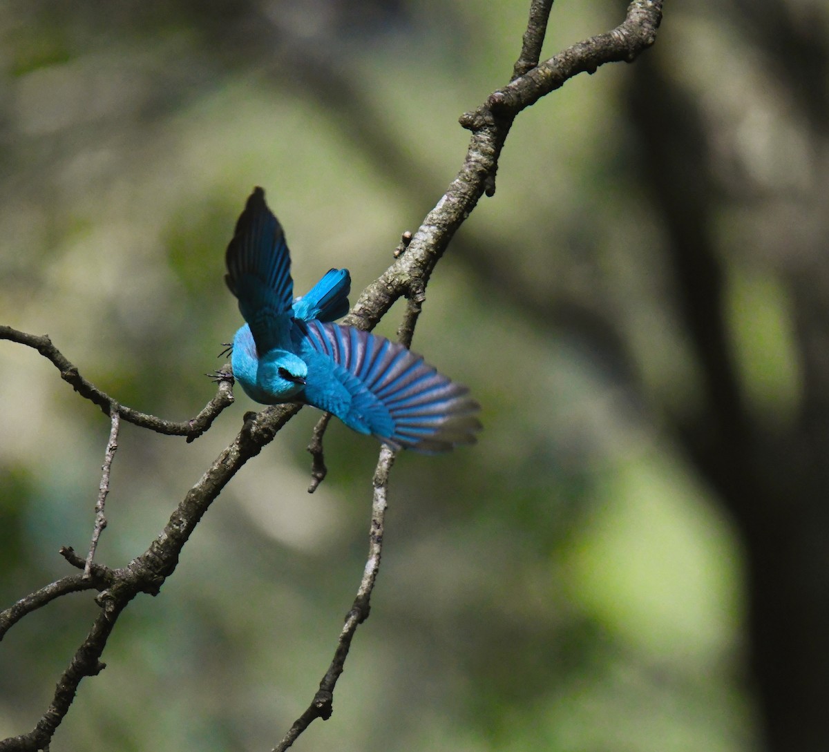 Verditer Flycatcher - Hetali Karia