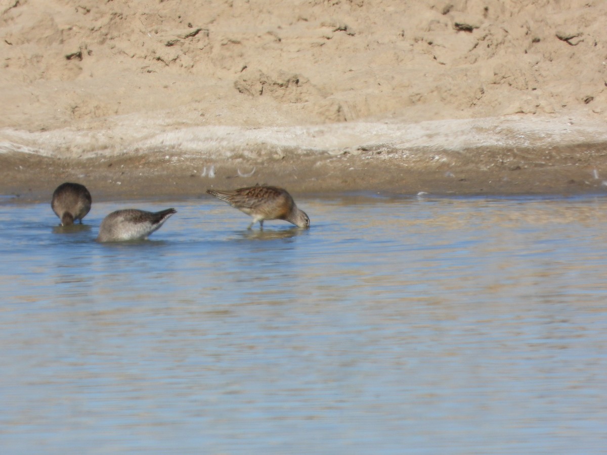 Short-billed/Long-billed Dowitcher - ML610273632