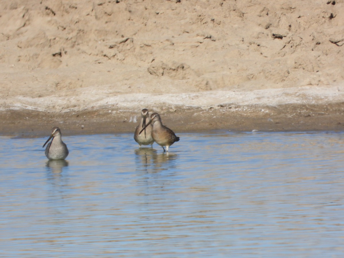 Short-billed/Long-billed Dowitcher - ML610273656