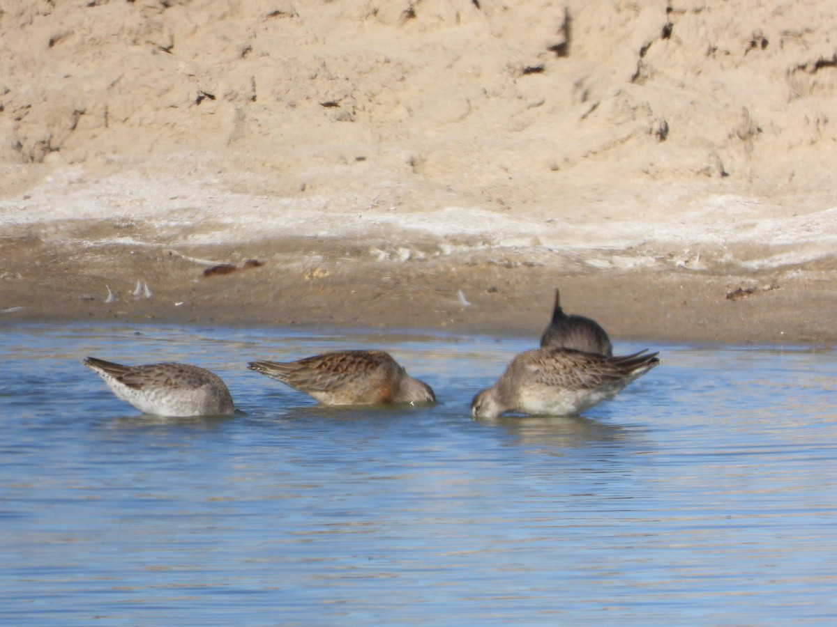 Short-billed/Long-billed Dowitcher - ML610273660