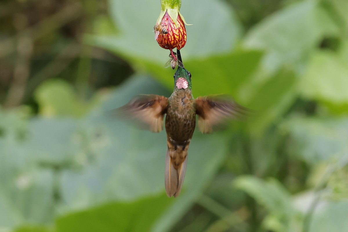 Fawn-breasted Brilliant - ML610273674