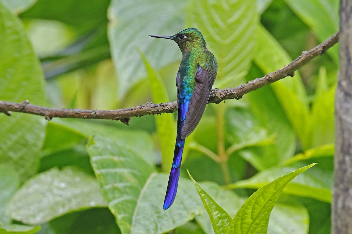 Violet-tailed Sylph - ML610273725