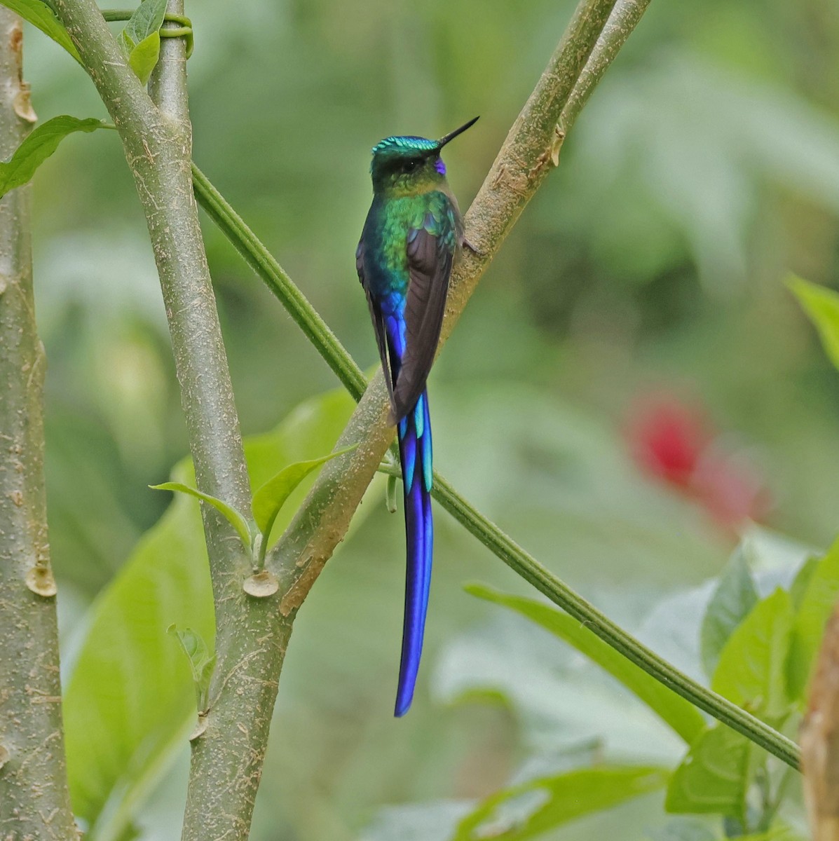 Violet-tailed Sylph - Jim Sculatti