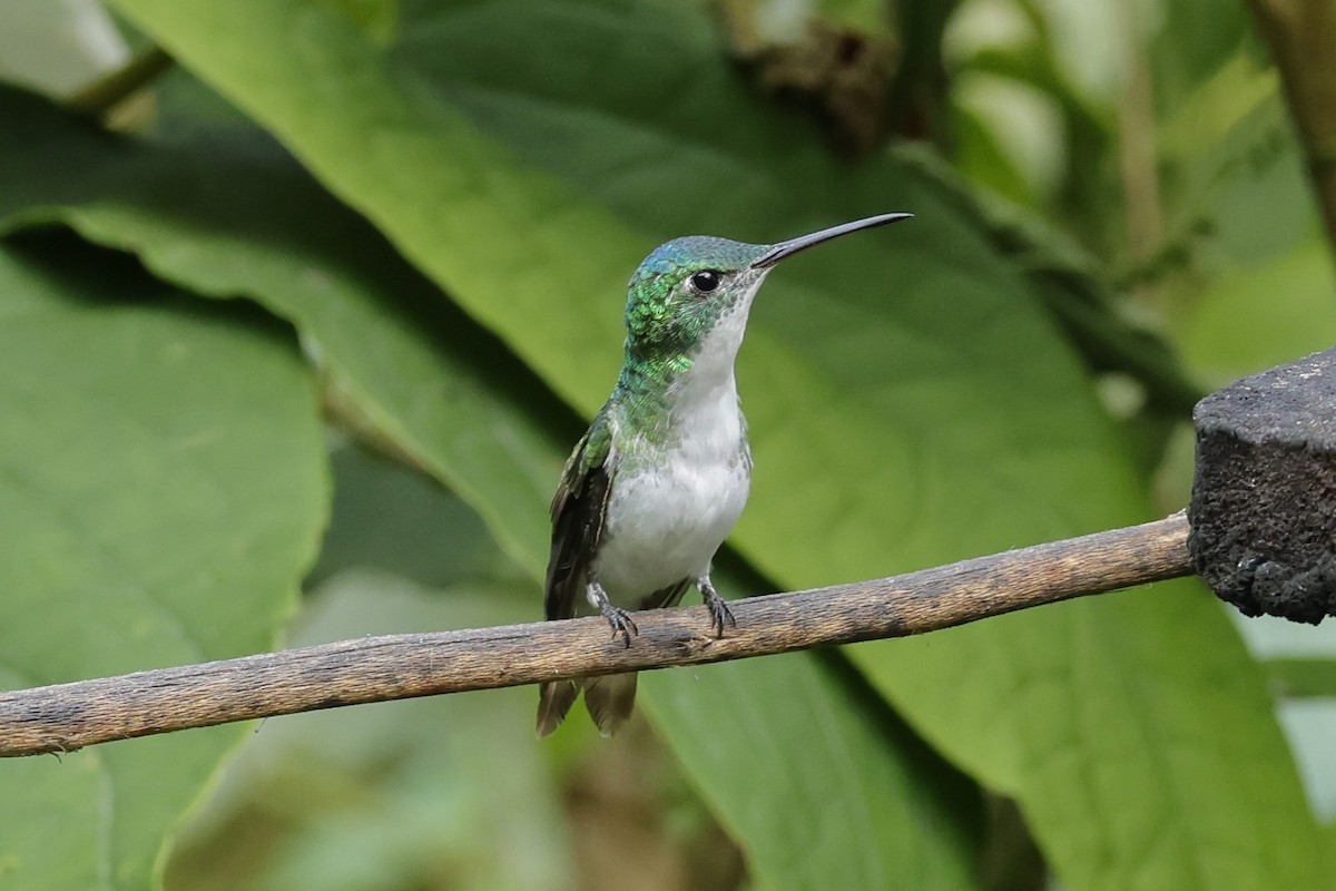 Andean Emerald - ML610273744