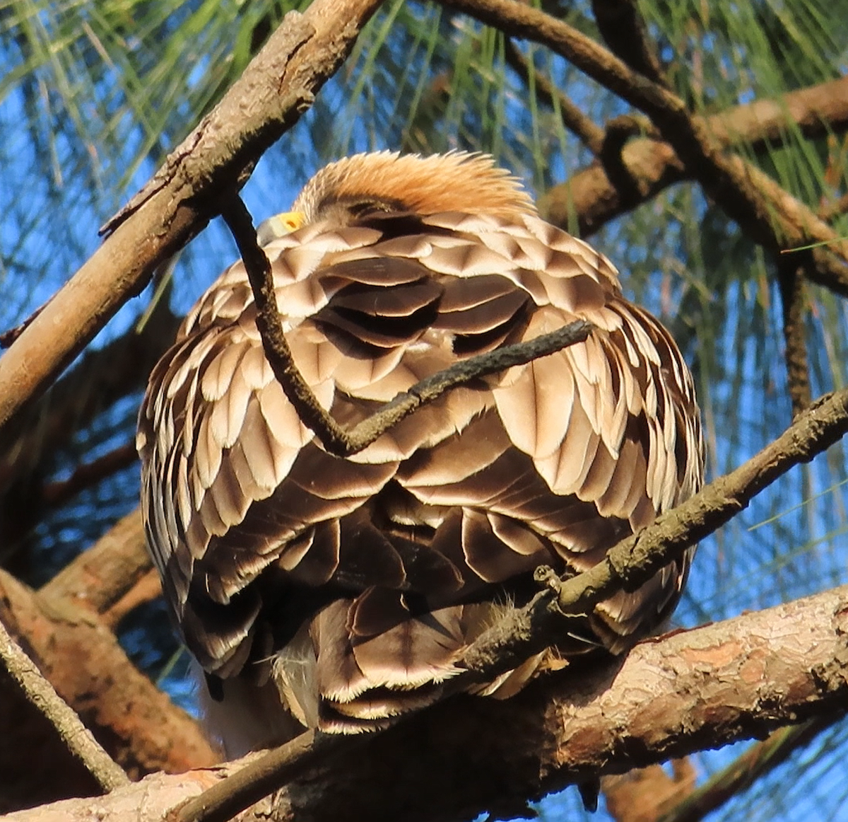 Booted Eagle - Arend van Riessen