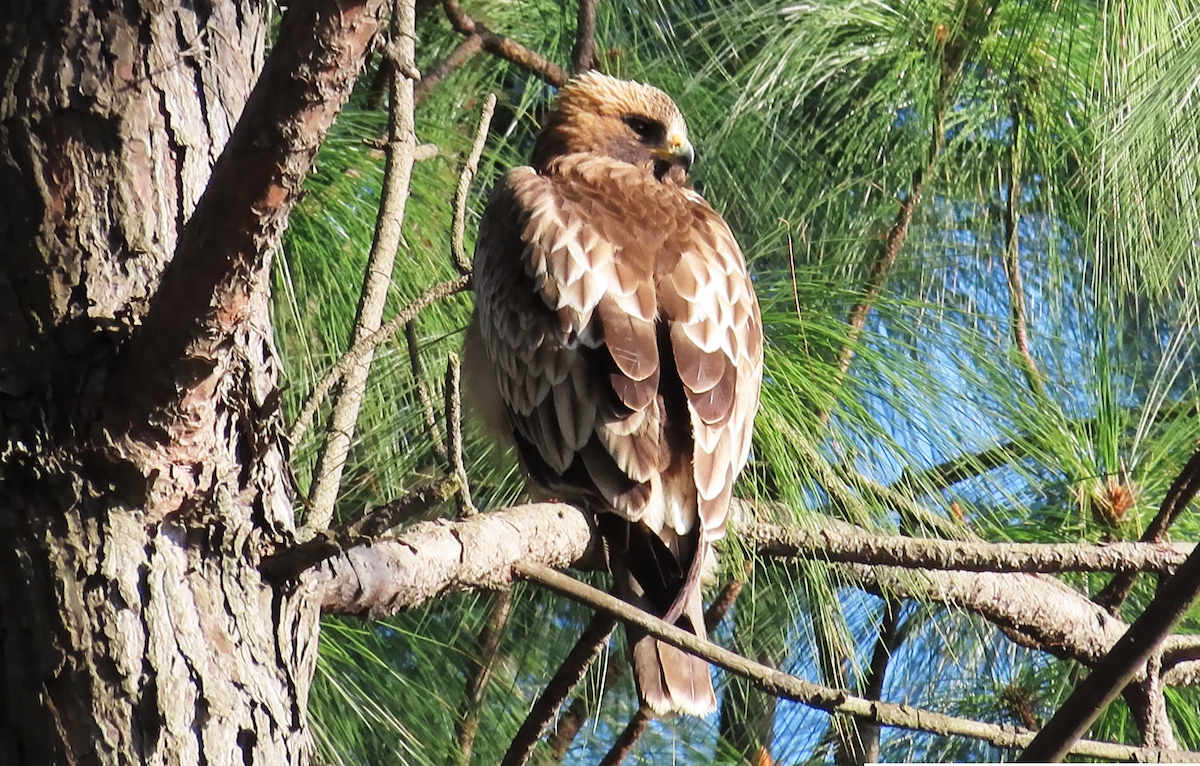 Booted Eagle - Arend van Riessen