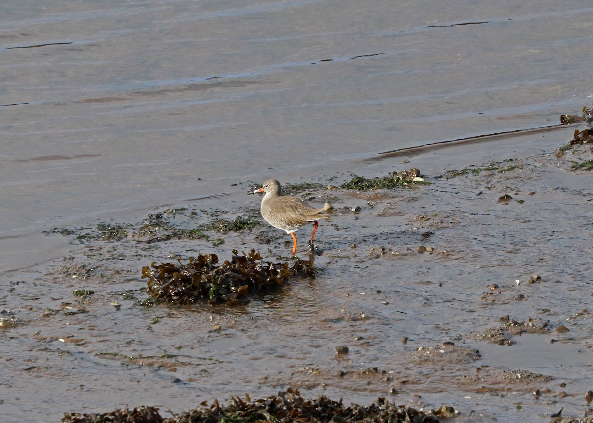 Common Redshank - ML610273886