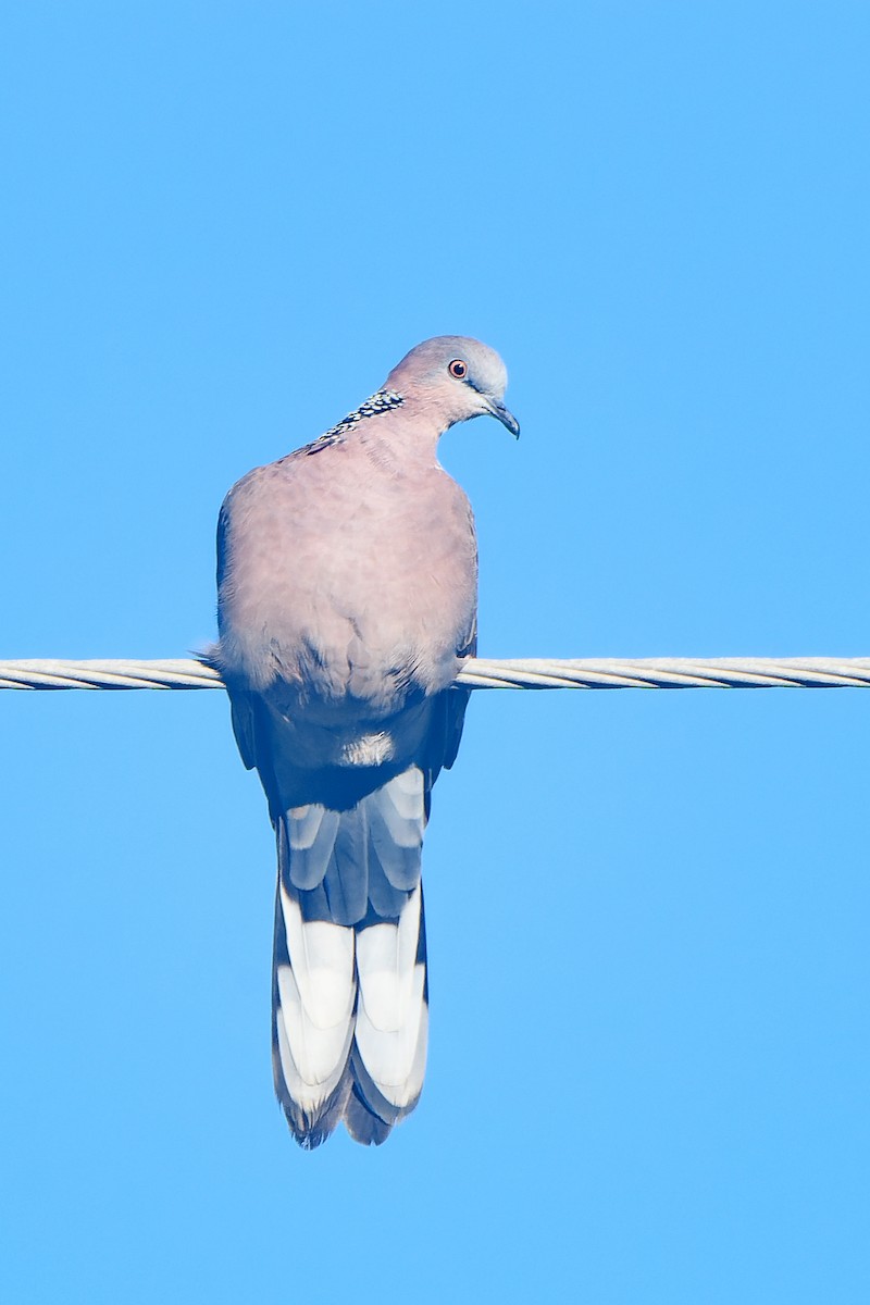 Spotted Dove - ML610273927