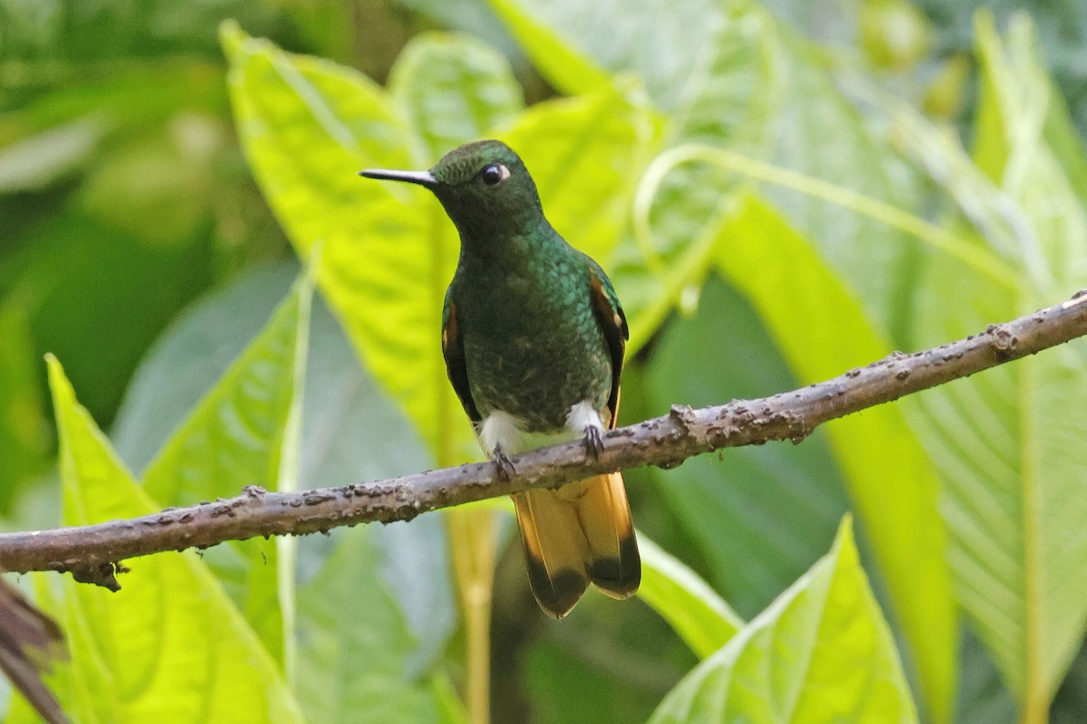 Buff-tailed Coronet - ML610274047