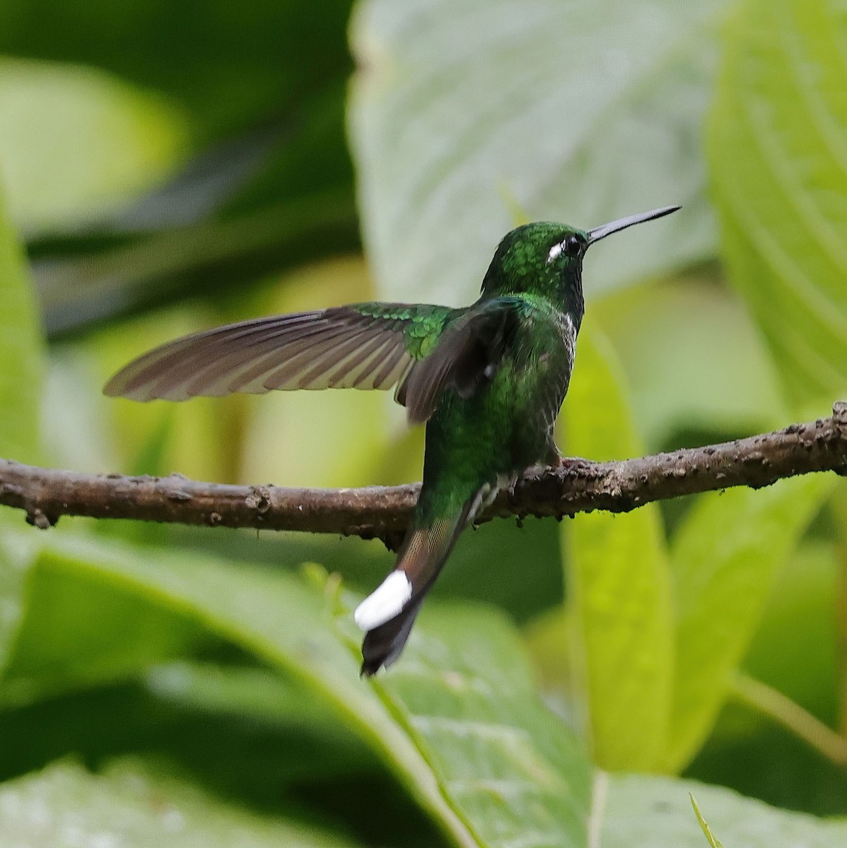 Purple-bibbed Whitetip - ML610274062