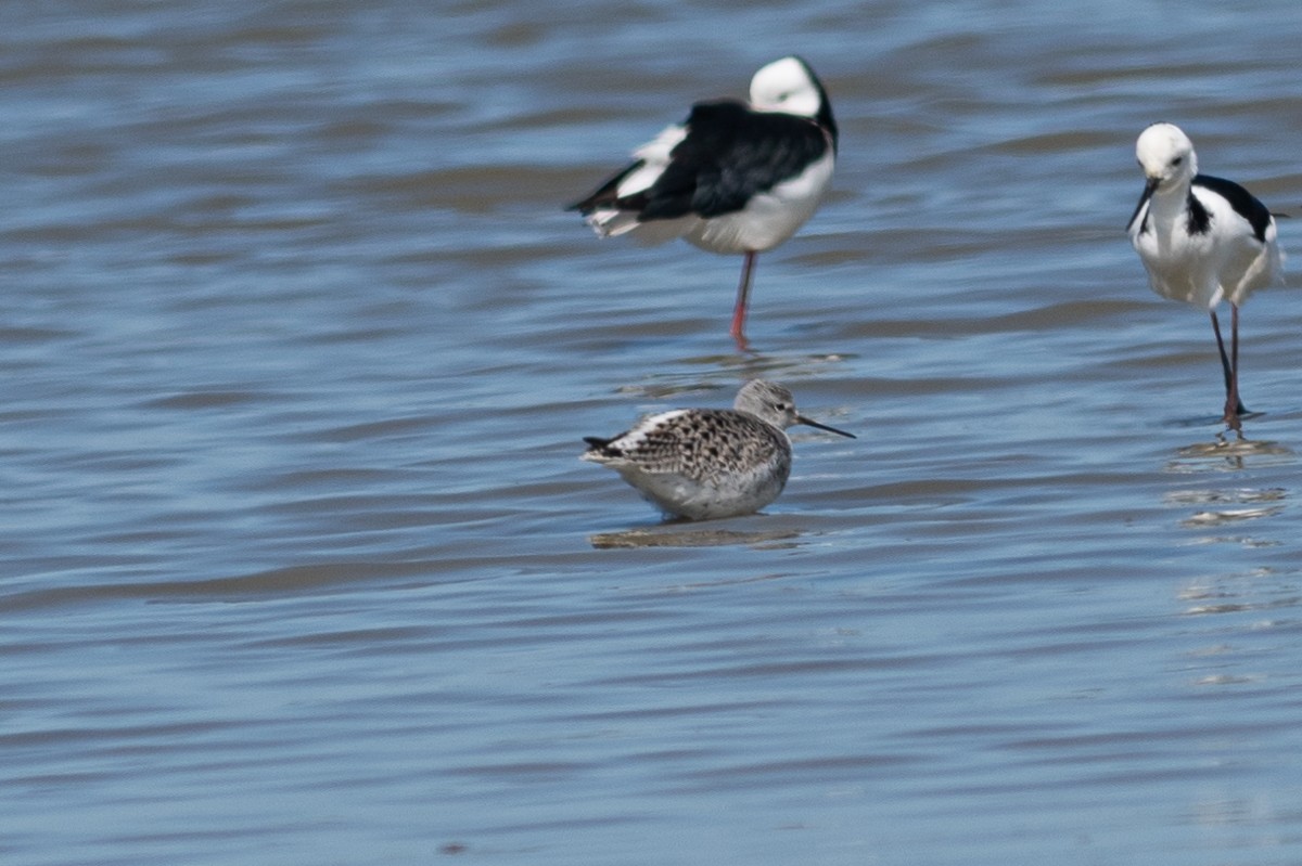 Marsh Sandpiper - ML610274093