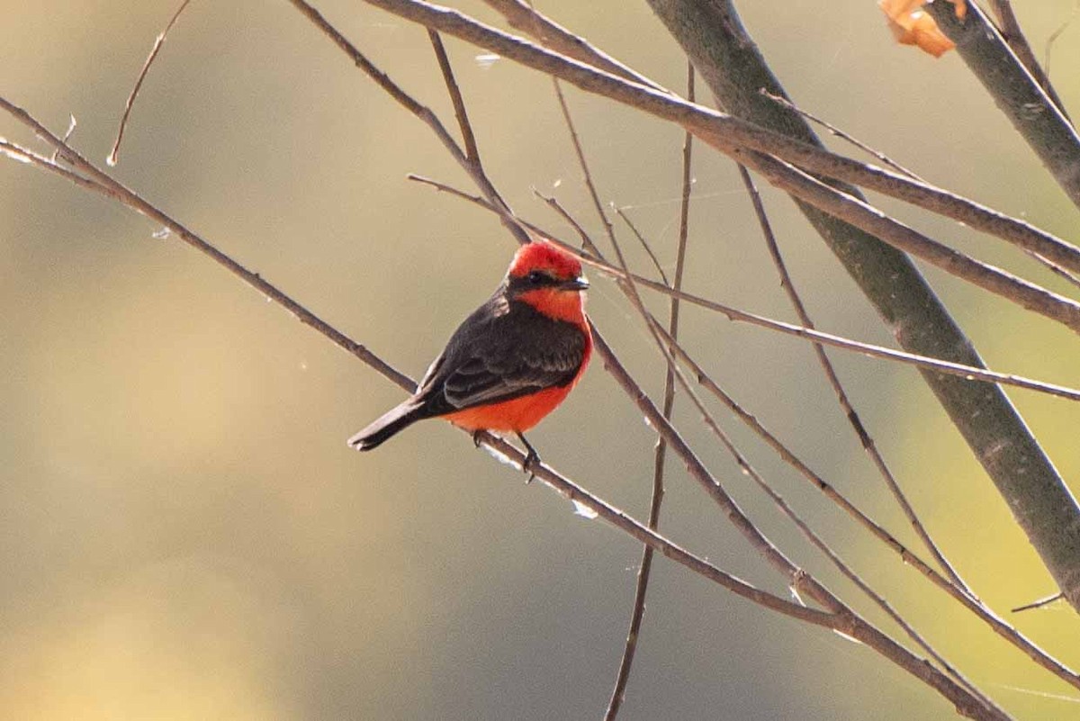 Vermilion Flycatcher - ML610274106