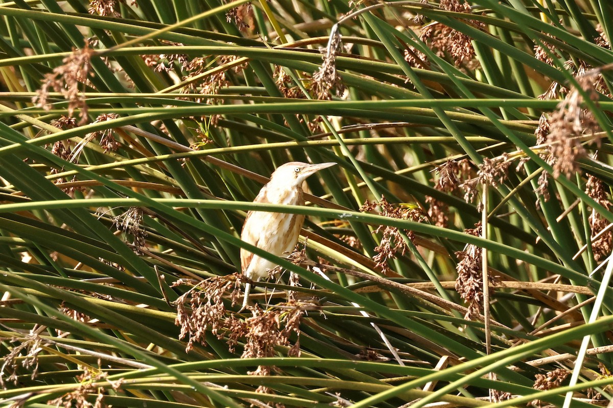 Least Bittern - ML610274131