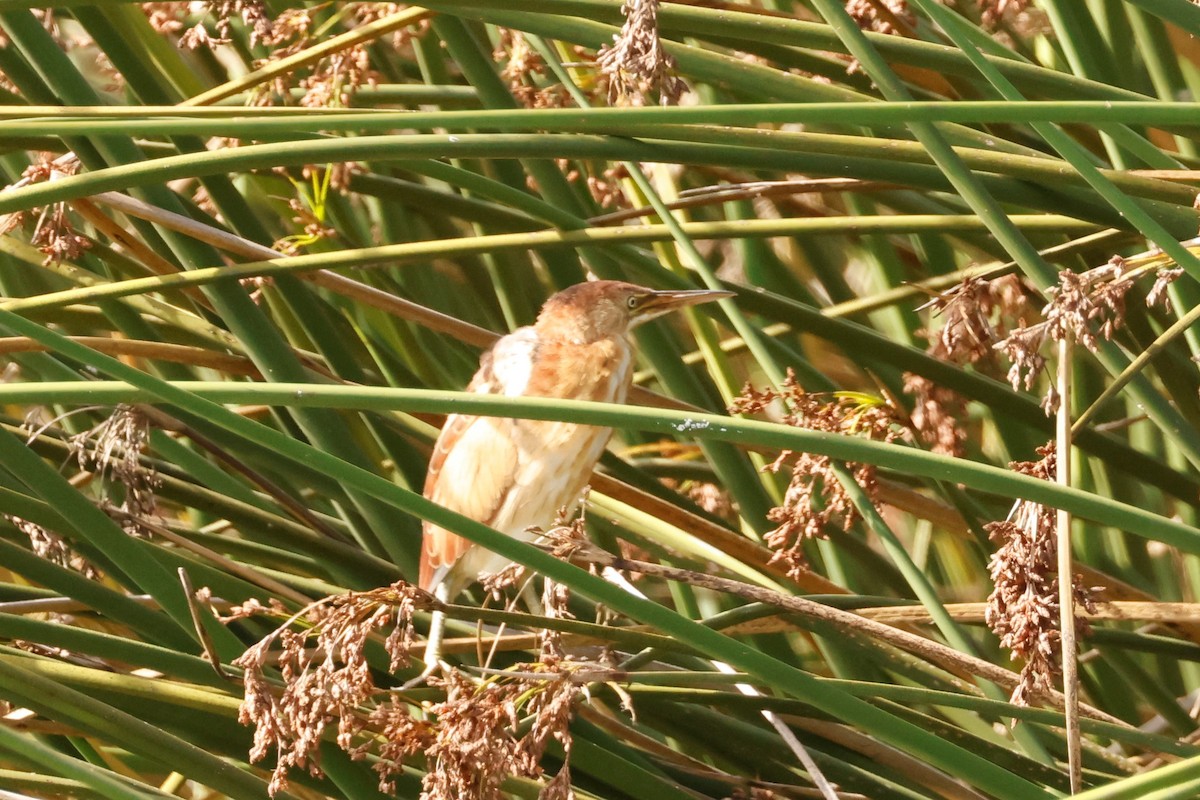 Least Bittern - ML610274132