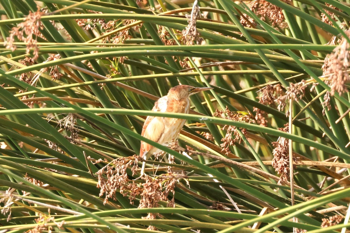 Least Bittern - ML610274134