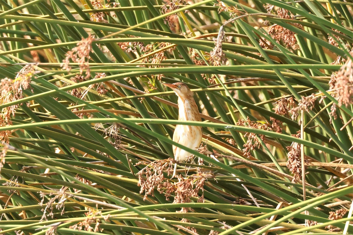 Least Bittern - ML610274136