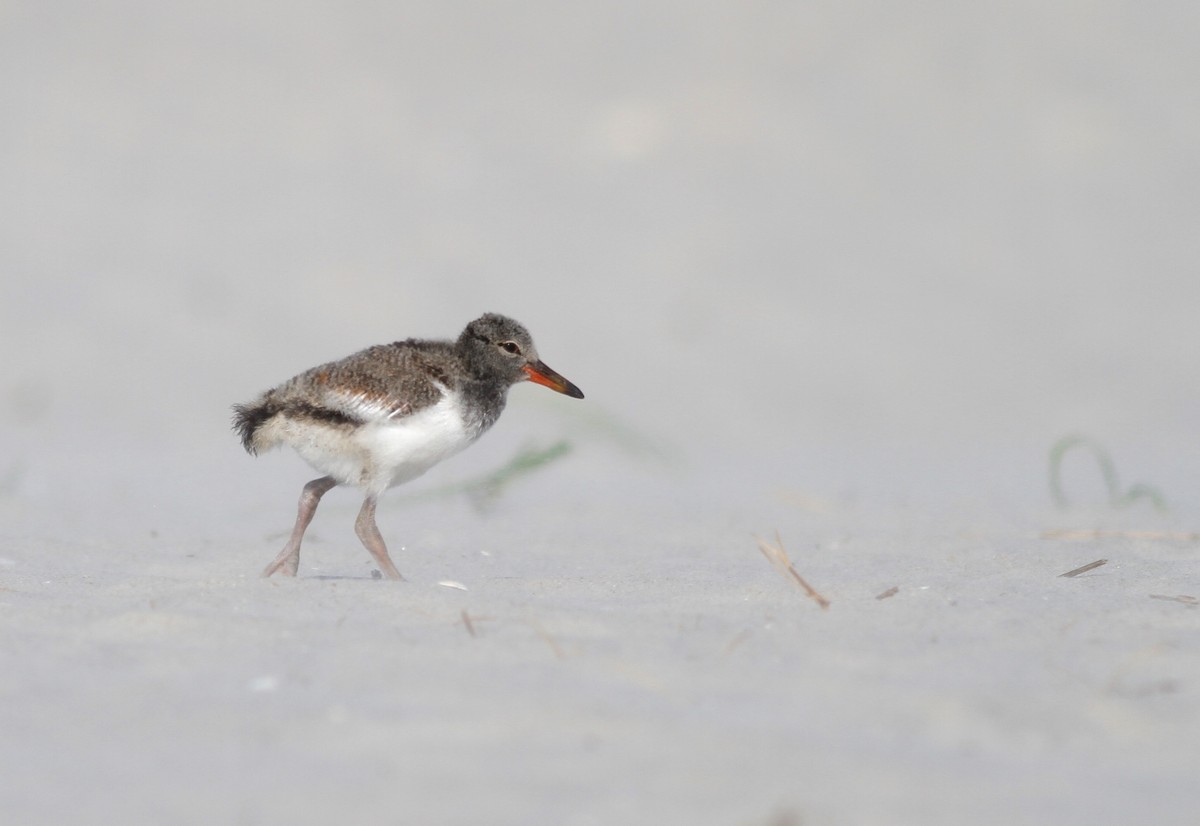 American Oystercatcher - ML61027421