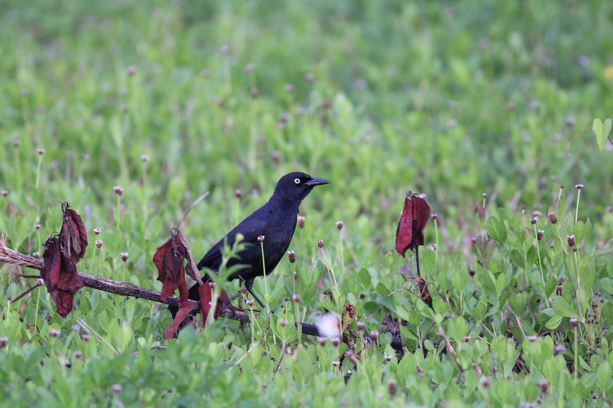 Greater Antillean Grackle - ML610274258